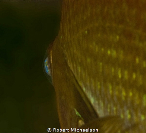 Freshwater perch eye. Nikon D80 with 105 mm macro with du... by Robert Michaelson 